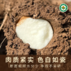 有机铁棍怀山药 | 100%纯垆土 药食同源产品 ｜基地直发 | 公平贸易 商品缩略图1
