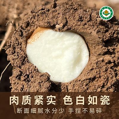 有机铁棍怀山药 | 100%纯垆土 药食同源产品 ｜基地直发 | 公平贸易 商品图1