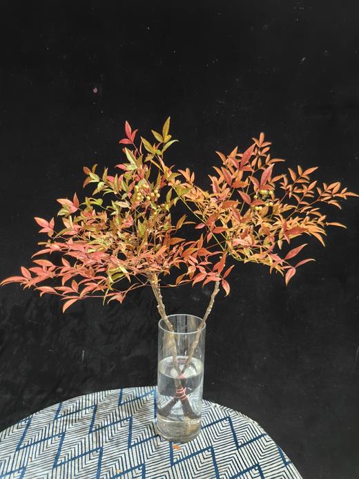 精品秋色绿色南天竹 商品图8