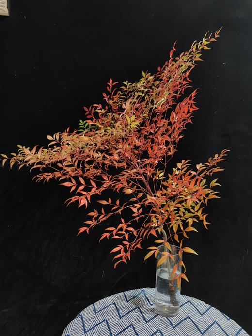 精品秋色绿色南天竹 商品图9