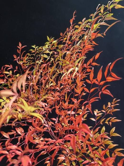 精品秋色绿色南天竹 商品图10