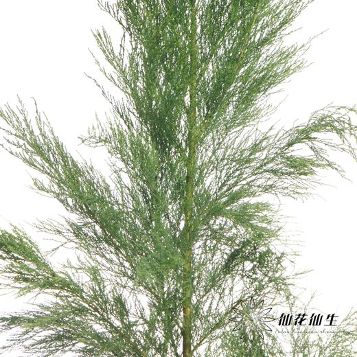 叶材 | 圣柳 商品图1