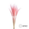 荷兰花材 | 针茅浅粉色 Pastel Pink 商品缩略图0