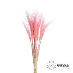 荷兰花材 | 针茅浅粉色 Pastel Pink
