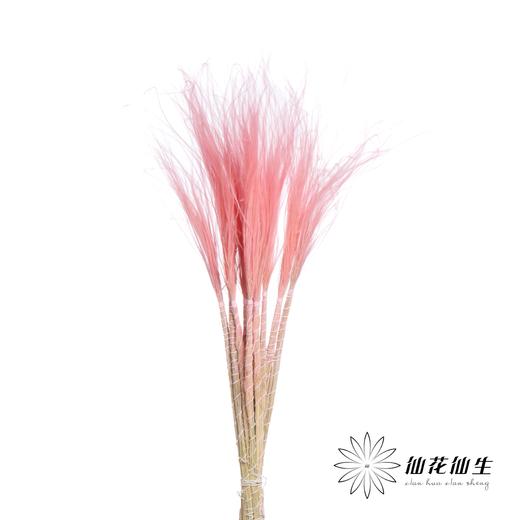 荷兰花材 | 针茅浅粉色 Pastel Pink 商品图0