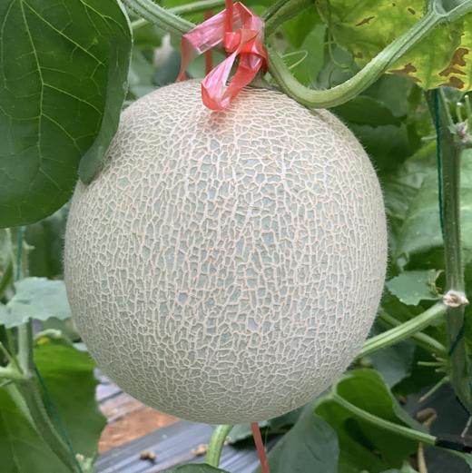山东网纹瓜【29元购】丨哈密瓜 脆甜软糯 汁水丰盈 商品图3