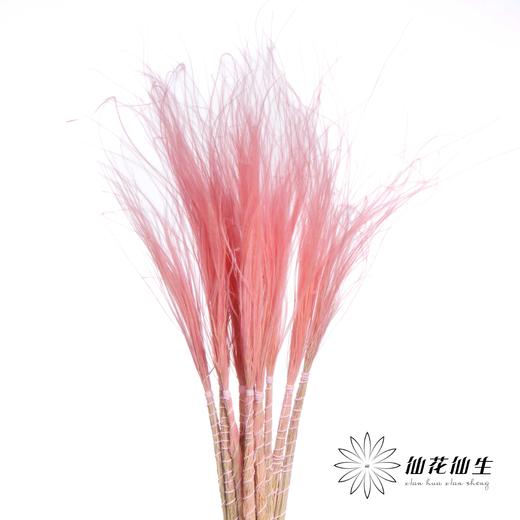 荷兰花材 | 针茅浅粉色 Pastel Pink 商品图3
