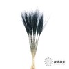 荷兰花材 | 针茅墨黑色 商品缩略图2