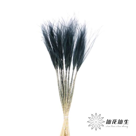 荷兰花材 | 针茅墨黑色 商品图2