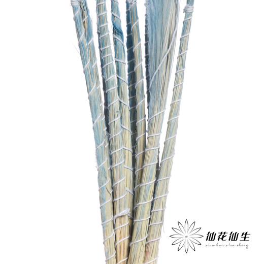 荷兰花材 | 针茅浅蓝色 Pastel Blue 商品图2