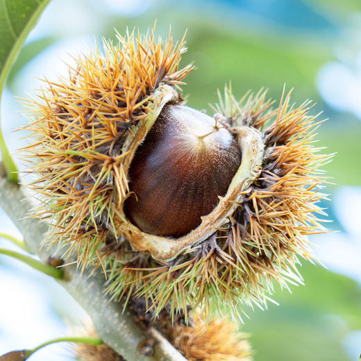 福建建瓯高山锥栗大果 净重3斤装 栗子板栗 商品图0
