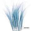 荷兰花材 | 针茅浅蓝色 Pastel Blue 商品缩略图1