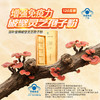 精装破壁灵芝孢子粉120g礼盒装|灵芝多糖含量高 商品缩略图4