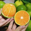 【云南冰糖橙】皮‎薄多汁，纯甜‎无​酸‎，果​肉鲜嫩，不‎打‎腊‎，不​催‎黄，不‎打​甜蜜素-CC 商品缩略图6