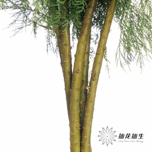 叶材 | 圣柳 商品图4