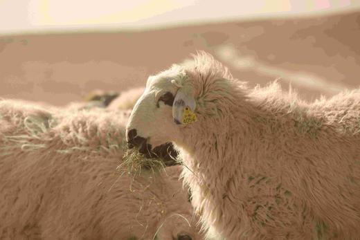 知牧有机羔羊肉 （包邮，代发） 商品图8