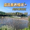 【董宇辉推荐】溢流香·松花皮蛋60g*20枚 商品缩略图1