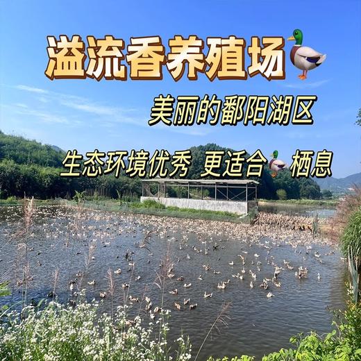 【董宇辉推荐】溢流香·松花皮蛋60g*20枚 商品图1