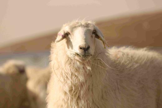 知牧有机羔羊肉 （包邮，代发） 商品图7