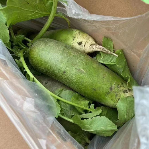 天津沙窝萝卜 商品图4