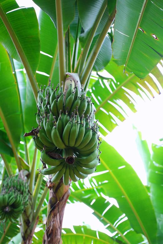 【佳丽拇指小香蕉】口感细腻丝滑 味道浓郁-CC  商品图2