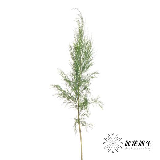 叶材 | 圣柳 商品图5