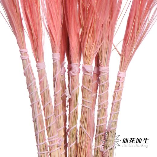 荷兰花材 | 针茅浅粉色 Pastel Pink 商品图4