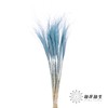 荷兰花材 | 针茅浅蓝色 Pastel Blue 商品缩略图0