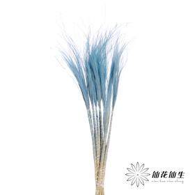 荷兰花材 | 针茅浅蓝色 Pastel Blue