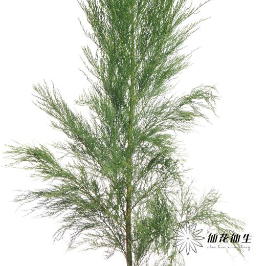 叶材 | 圣柳 商品图3