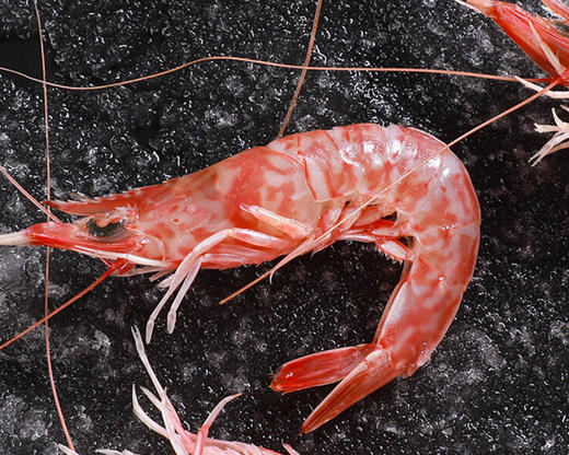 本港海捕樱花虾（厚壳）/1份（约300g） 商品图1