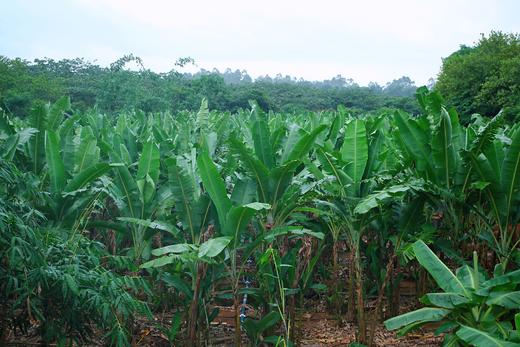 【佳丽拇指小香蕉】口感细腻丝滑 味道浓郁-CC  商品图1