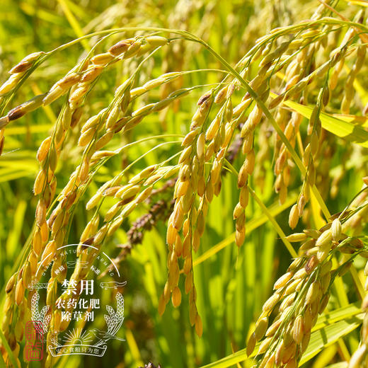 叮叮糖 传统怀旧敲糖打糖麦芽糖糖果零食儿童休闲零食【京东快递送货上门】 商品图7