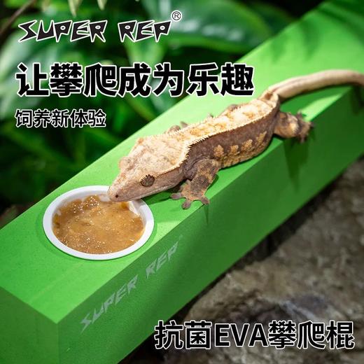 SuperRep 守宫攀爬棒 爬宠树栖 爬虫睫角盖勾亚R属树蛙 饲养缸造景棍-分销 商品图1