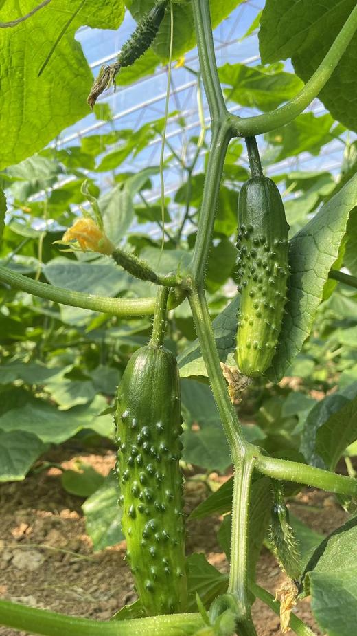 鸿翠园 有机蔬菜套餐 商品图2