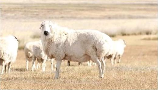 知牧有机羔羊肉 （包邮，代发） 商品图9