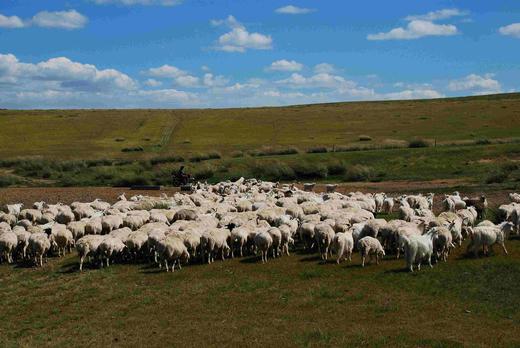 知牧有机羔羊肉 （包邮，代发） 商品图4