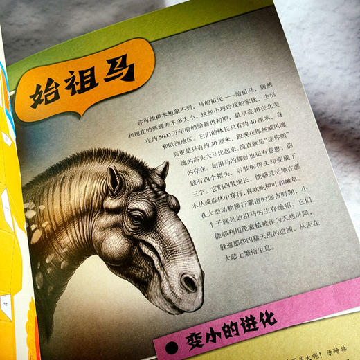 破半卷：解锁古生物 商品图3