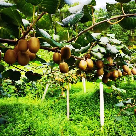 阳光金果G3猕猴桃【29元购24枚】丨一口爆汁 行走的"维C" 商品图3