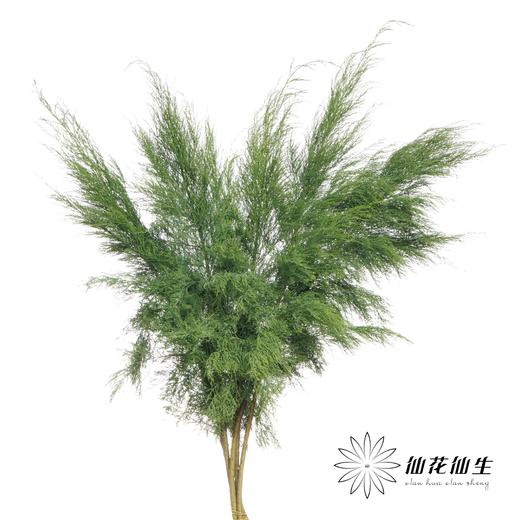 叶材 | 圣柳 商品图2