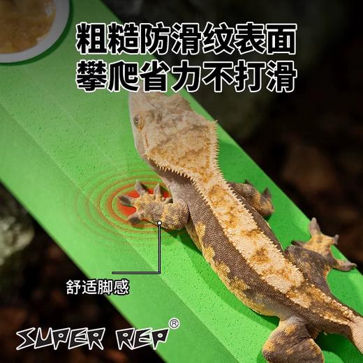 SuperRep 守宫攀爬棒 爬宠树栖 爬虫睫角盖勾亚R属树蛙 饲养缸造景棍-分销 商品图2