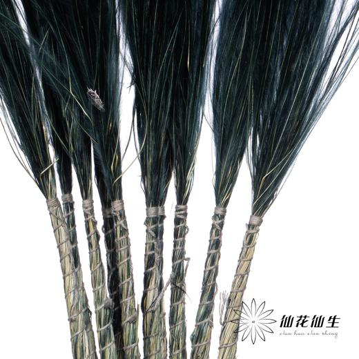 荷兰花材 | 针茅墨黑色 商品图3