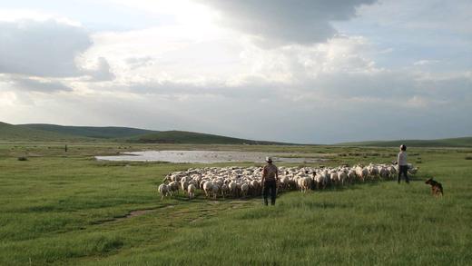 知牧有机羔羊肉 （包邮，代发） 商品图5