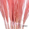 荷兰花材 | 针茅浅粉色 Pastel Pink 商品缩略图1