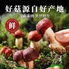 在菌屋 福建武夷山正红蓝底大红菇100g/袋 汤色红艳鲜甜 春日养颜补血汤 商品缩略图1