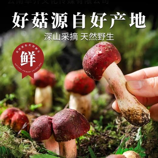 在菌屋 福建武夷山正红蓝底大红菇100g/袋 汤色红艳鲜甜 春日养颜补血汤 商品图1