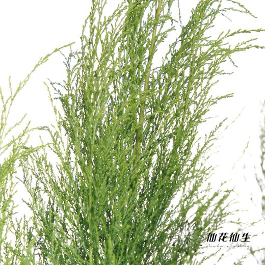 叶材 | 圣柳 商品图0