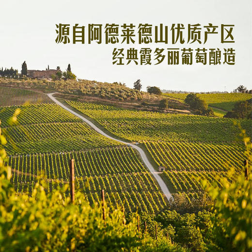 MM 山姆 Petaluma澳大利亚进口 阿德莱德山葡萄之路霞多丽白葡萄酒 750ml 商品图3