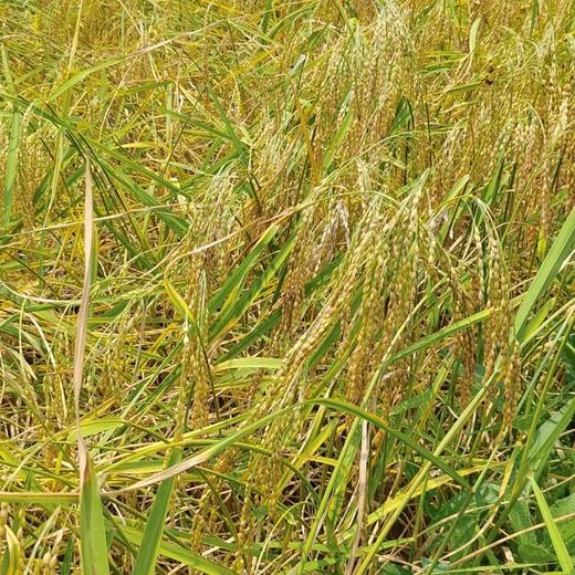 红嘴谷糯米 5斤装 商品图2