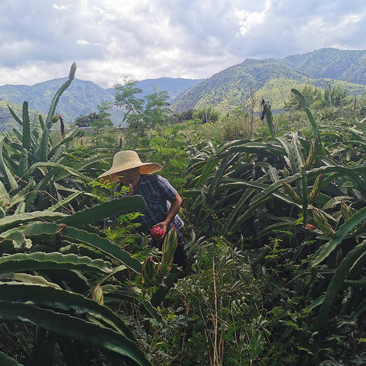天意火龙果干 无添加 自然光晾晒 口感清香 富含花青素 商品图2